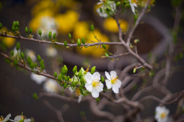 Ochna integerrima (Hoa Mai) tree with lucky money.bright yellow ochna integerrima flower,yellow hoa mai or ochna integerrima get bloom in the morning