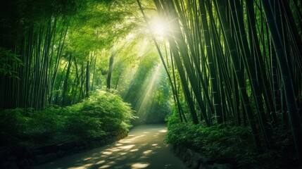 Lush bamboo forest, where sunlight filters through the dense canopy