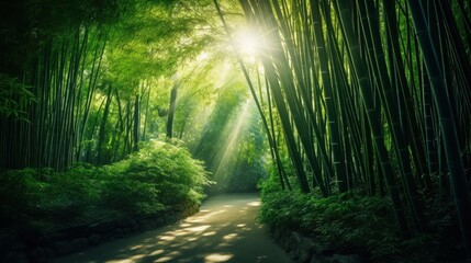 Naklejka premium Lush bamboo forest, where sunlight filters through the dense canopy