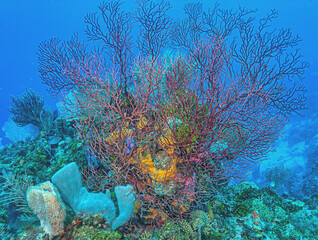 Caribbean coral garden,Roatan
