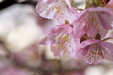 春の日差しを受けて綺麗に咲いた河津桜