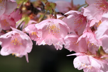 春の日差しを受けて綺麗に咲いた河津桜