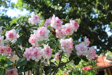 Desert rose (Adenium) are in Ho Chi Minh city, Vietnam.