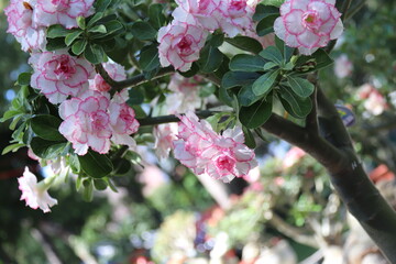 Desert rose (Adenium) are in Ho Chi Minh city, Vietnam.