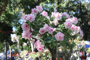 Fototapeta na wymiar Desert rose (Adenium) are in Ho Chi Minh city, Vietnam.