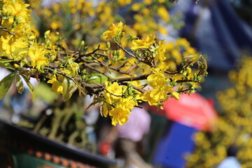 Apricot Blossom are in Ho Chi Minh city, Vietnam