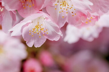 春の日差しを受けて綺麗に咲いた河津桜