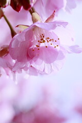 春の日差しを受けて綺麗に咲いた河津桜