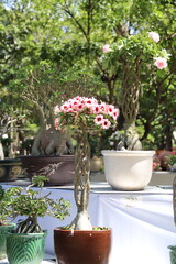 Desert rose (Adenium) are in Ho Chi Minh city, Vietnam
