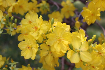 Apricot Blossom are in Ho Chi Minh city, Vietnam