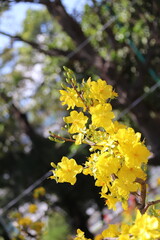 Apricot Blossom are in Ho Chi Minh city, Vietnam