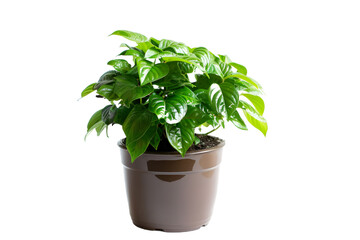 Green plant in pot on transparent background. Potted Plant on Transparent Background