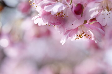 春の日差しを受けて綺麗に咲いた河津桜