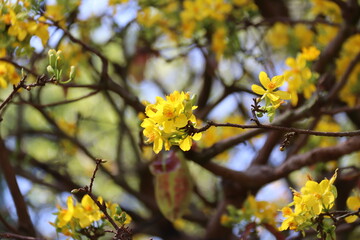 Apricot Blossom are in Ho Chi Minh city, Vietnam