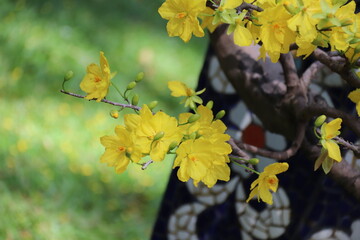Apricot Blossom are in Ho Chi Minh city, Vietnam