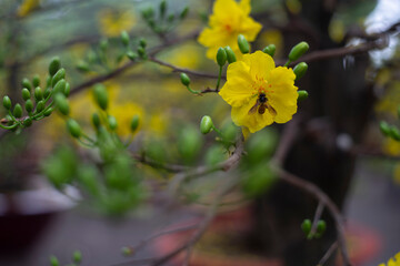 Ochna integerrima (Hoa Mai) tree with lucky money. Ochna integerrima, popularly called yellow mai flower.
