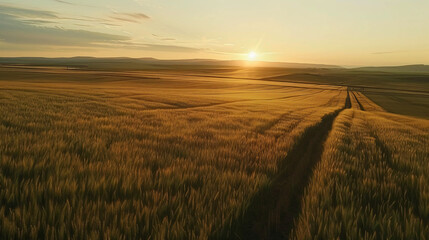 Aerial view of golden wheat fields at sunset.