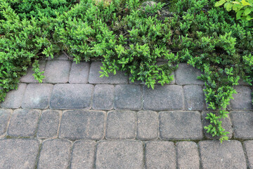 Dirty paving stones in the garden.