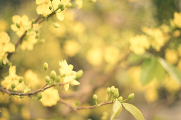 Ochna integerrima, popularly called yellow mai flower. In Cambodia. bright yellow ochna integerrima flower.Traditional culture on Tet Holiday in Vietnam