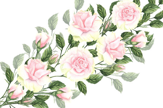 Watercolor pink and white roses diagonal illustration for cards. Hand drawn isolated on white background. Retro vintage design