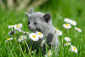 Russisch Blau Kätzchen auf der blühenden Wiese