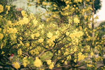 Ochna integerrima, popularly called yellow mai flower. In Cambodia. bright yellow ochna integerrima flower.Traditional culture on Tet Holiday in Vietnam
