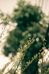 Ochna integerrima, popularly called yellow mai flower. In Cambodia. bright yellow ochna integerrima flower.Traditional culture on Tet Holiday in Vietnam