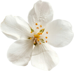 Fototapeta na wymiar Jasmine white flower isolated on a white background