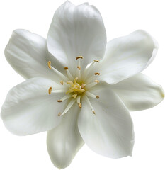 Jasmine white flower isolated on a white background