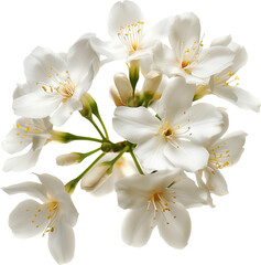 Naklejka na ściany i meble Jasmine white flower isolated on a white background