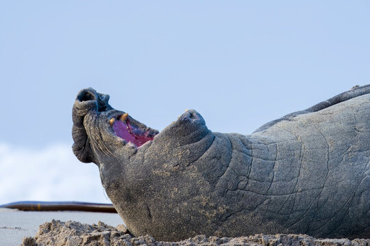 Rare sighting of a vagrant southern elephant seal (Mirounga leonina) on the Onrus beach near Hermanus, Whale Coast, Overberg, Western Cape, South Africa.