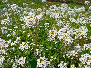 white daisies in a garden flowers