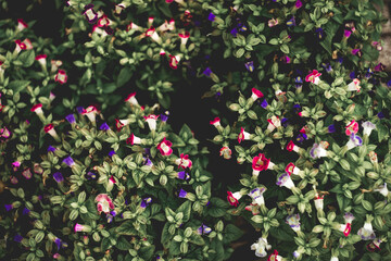  Torenia fournieri is a perennial plant with blue, white or pink  Torenia fournieri with yellow markings.The  Torenia fournieri also known as the wolf's snout plant,