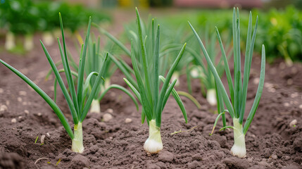 Green onions growing in a row in a garden bed on a farm