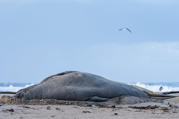 Rare sighting of a vagrant southern elephant seal (Mirounga leonina) on the Onrus beach near...