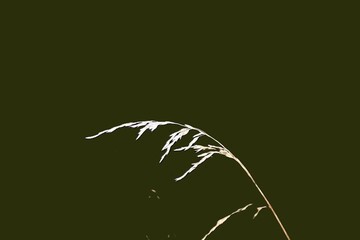 abstract scene with grass and moon on a dark green background.