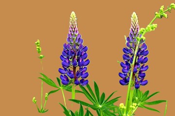 Lupine flower isolated on green background. Lupinus polyphyllus