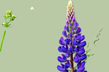 Lupine flower isolated on green background. Lupinus polyphyllus