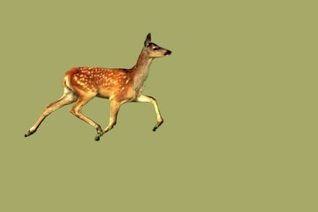 Small beautiful European red deer cub on a light background. Unique image of wild animals