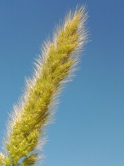 Head of the polypogon monspeliensis or head of the annual beard-grass  or annual rabbitsfoot grass