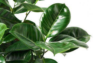 Obraz premium Isolated green leaves surrounded by white background with a touch of freshness, representing nature's vibrant foliage in spring