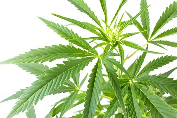 Isolated green leaves surrounded by white background with a touch of freshness, representing nature's vibrant foliage in spring