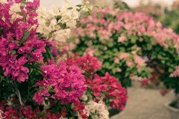 Bougainvillae flowers on lisbon city street,Close-up of Bougainvillae flowers against blue sky,asclepiadaceae tree bark glides over the surface of the wood, extends the territory,