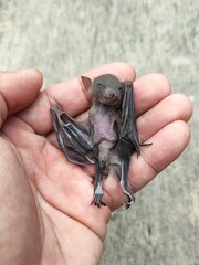 A poor little baby bat found dead on a street, then picked and placed on hand. 