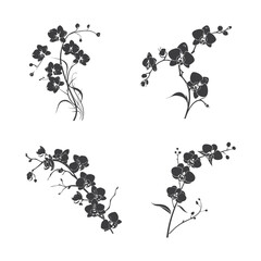 Black  orchid flowers. Vector illustration.