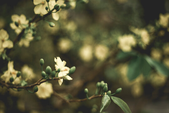  Tet in photo mean Happy New Year and Peace. Selective focus.Close-up of Ochna integerrima flowering plant,