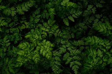 Tapis de feuillage du Cerfeuil ou de la grande Grande Ciguë.  Abstract green texture, nature background
