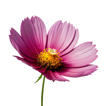 Cosmos image isolated on a transparent background PNG photo