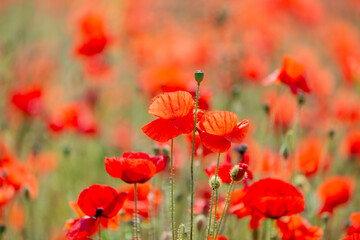 Fototapeta premium Pretty poppies in the summer sunshine, with a shallow depth of field