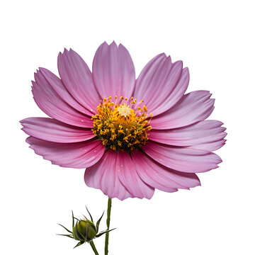 Cosmos image isolated on a transparent background PNG photo
